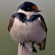 White-throated Swallow