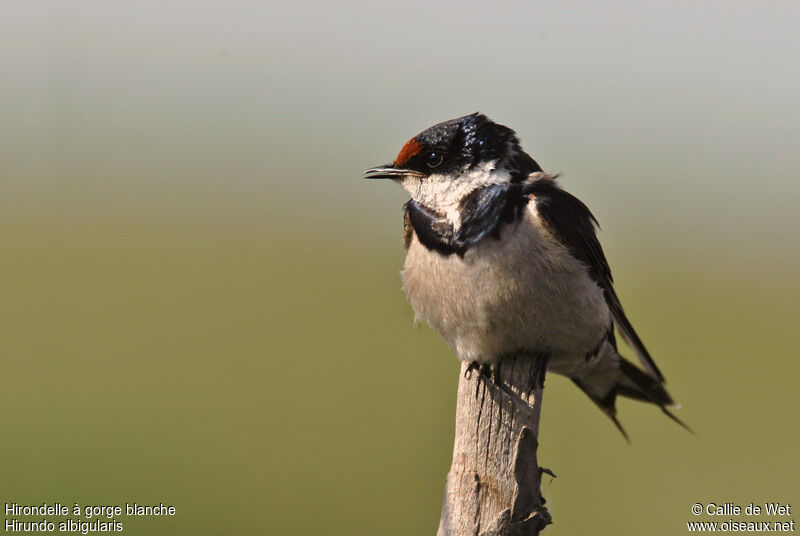 White-throated Swallowadult