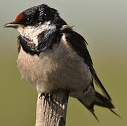 White-throated Swallow