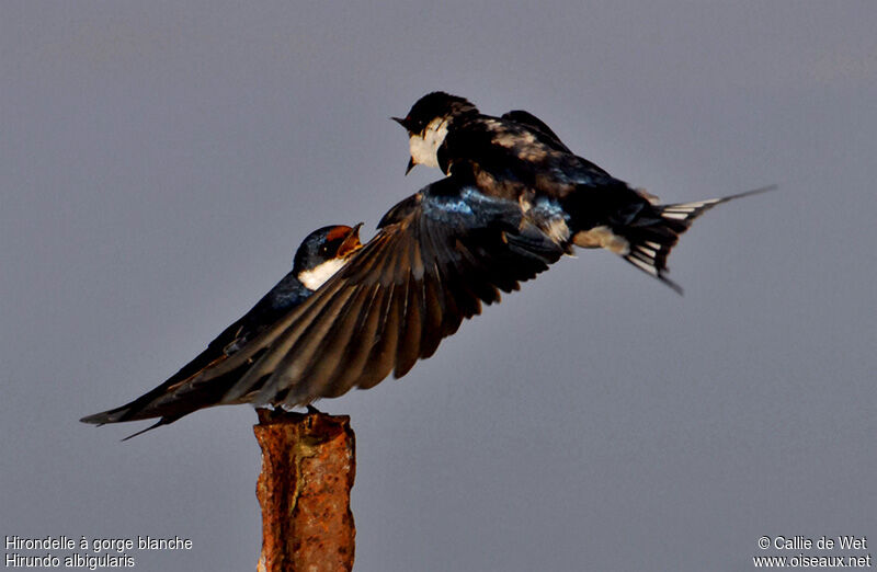 White-throated Swallow