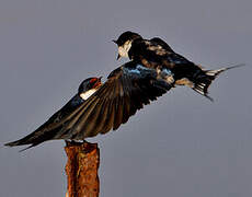 White-throated Swallow