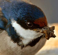 White-throated Swallow