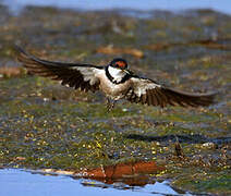 White-throated Swallow