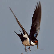 White-throated Swallow