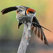 Hirondelle à tête rousse