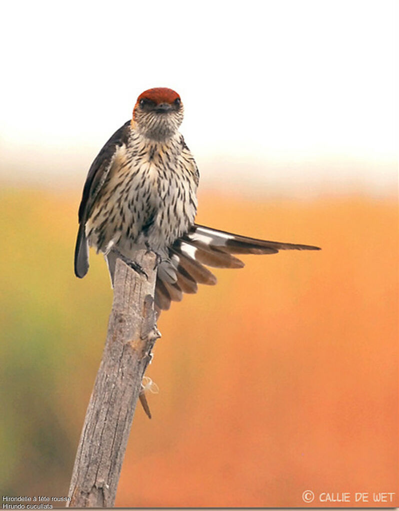 Greater Striped Swallow