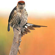 Greater Striped Swallow