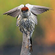 Greater Striped Swallow