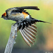 Greater Striped Swallow