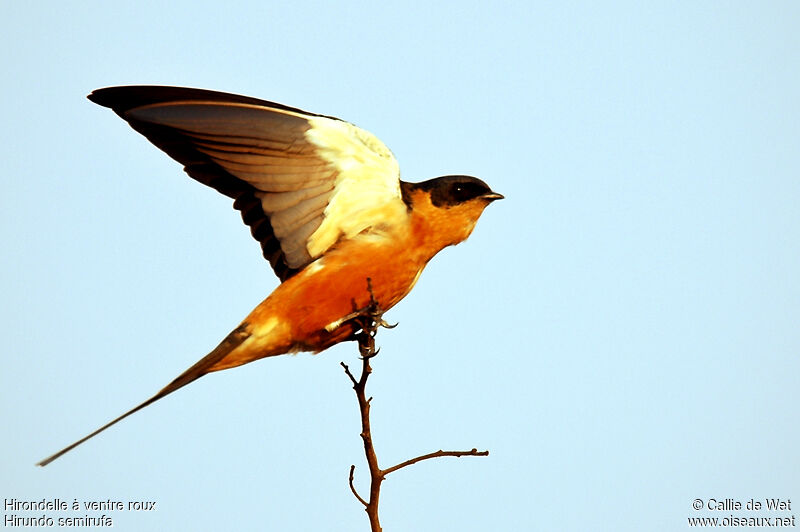 Red-breasted Swallow