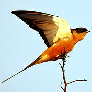 Red-breasted Swallow