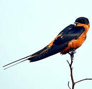 Red-breasted Swallow