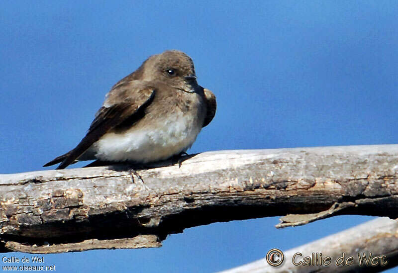 Brown-throated Martin, close-up portrait, pigmentation