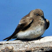 Brown-throated Martin