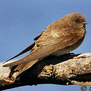 Brown-throated Martin