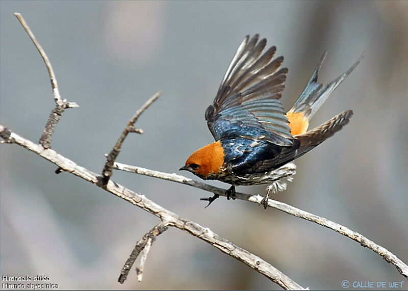 Lesser Striped Swallow