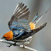 Lesser Striped Swallow