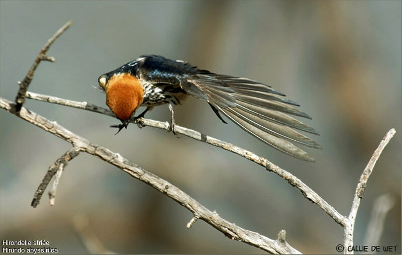 Lesser Striped Swallow