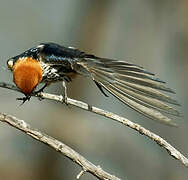 Lesser Striped Swallow