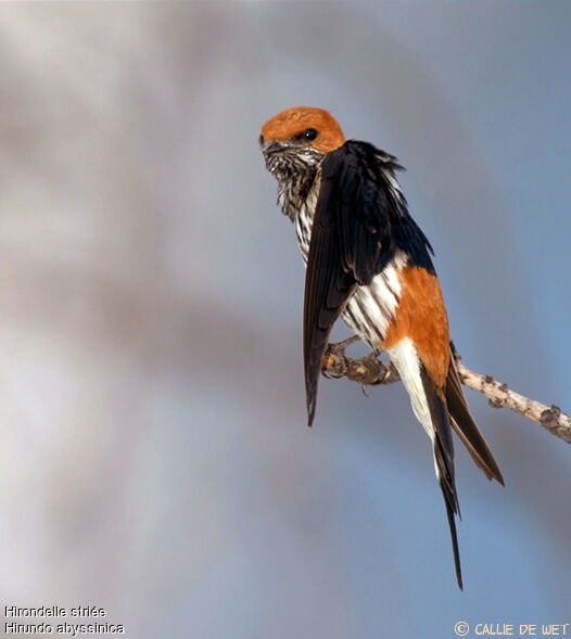 Lesser Striped Swallow