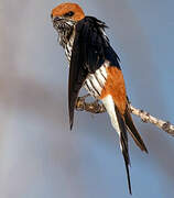 Lesser Striped Swallow