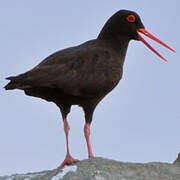 African Oystercatcher