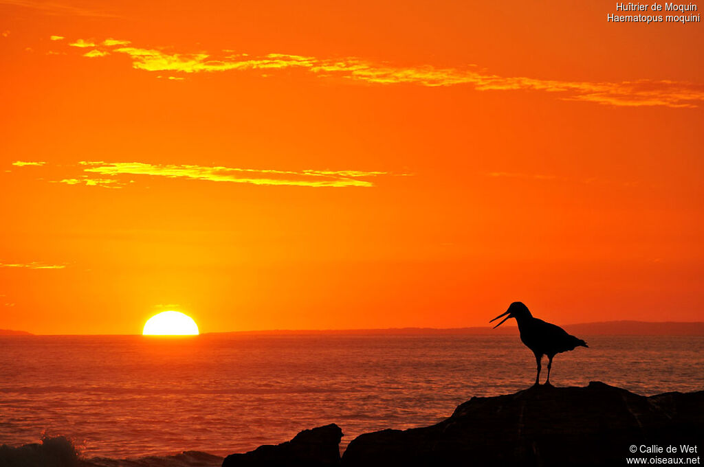 African Oystercatcher