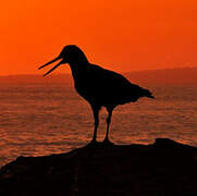 African Oystercatcher