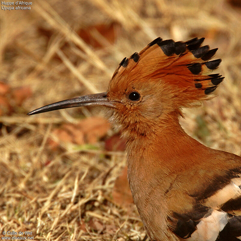 African Hoopoe