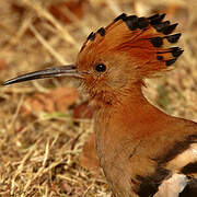 African Hoopoe