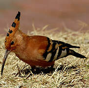 African Hoopoe