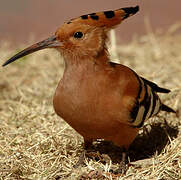 African Hoopoe