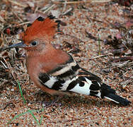 African Hoopoe