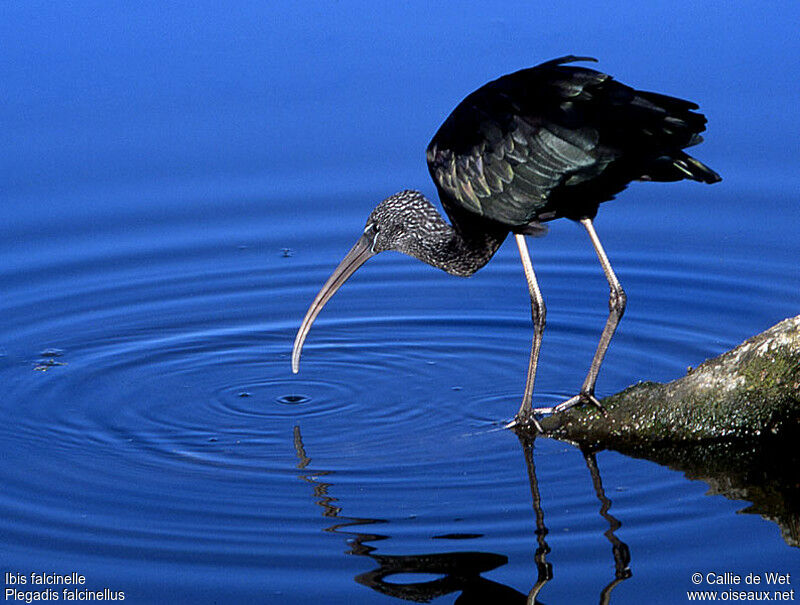 Ibis falcinellejuvénile