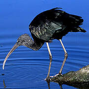 Glossy Ibis