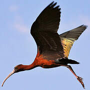 Glossy Ibis