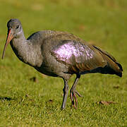 Hadada Ibis