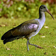 Hadada Ibis