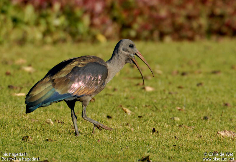 Hadada Ibis