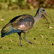 Ibis hagedash