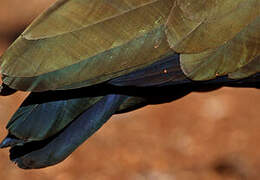 Hadada Ibis