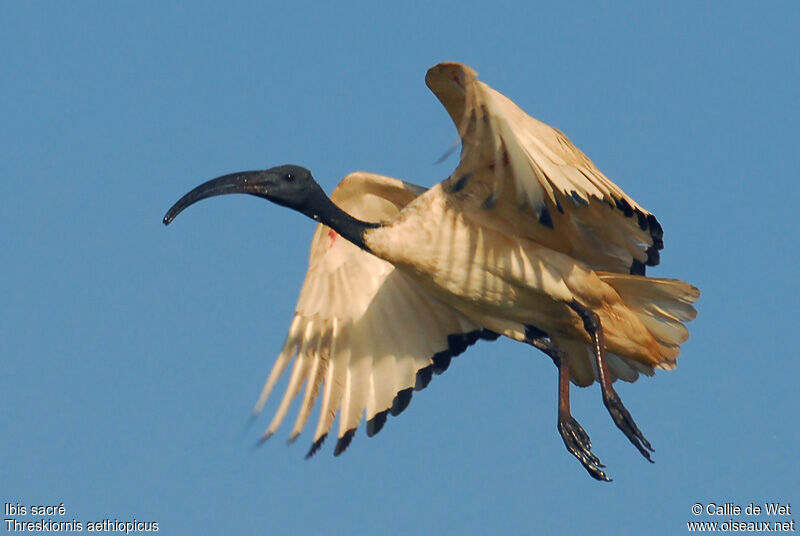 Ibis sacréadulte nuptial