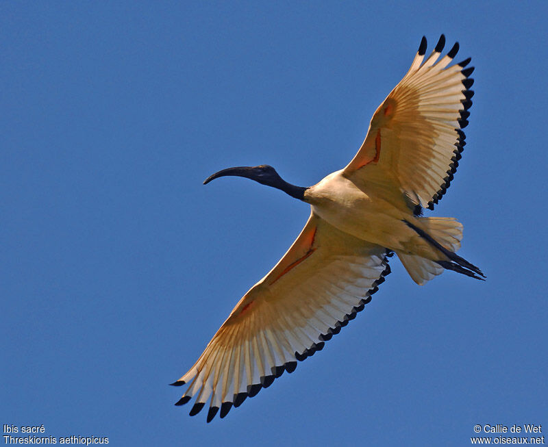 Ibis sacréadulte nuptial