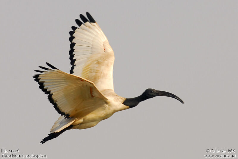 Ibis sacréadulte nuptial