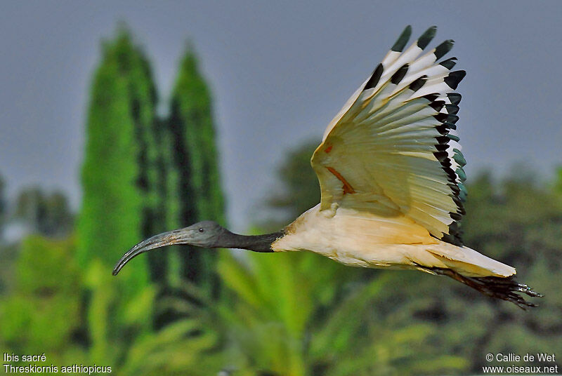 Ibis sacréadulte nuptial