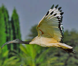 Ibis sacré