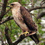 Aigle de Wahlberg