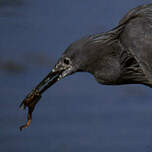 Aigrette ardoisée