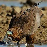Bateleur des savanes