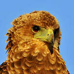 Bateleur des savanes